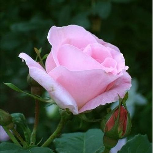 Rosa  Fritz Nobis® - růžová - Stromková růže s klasickými květy - stromková růže s keřovitým tvarem koruny